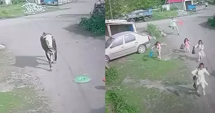 Kaçan boğadan çocuklar kıl payı kurtuldu, çığlık çığlığa o anlar kameraya yansıdı