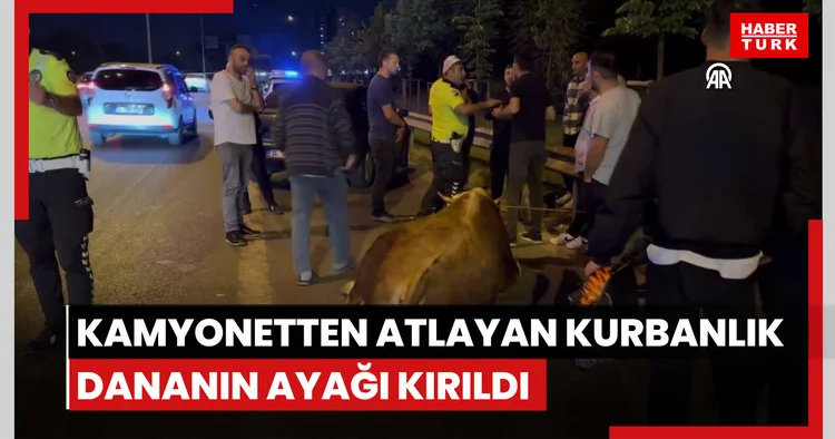 Kamyonetten atlayan kurbanlık dananın ayağı kırıldı