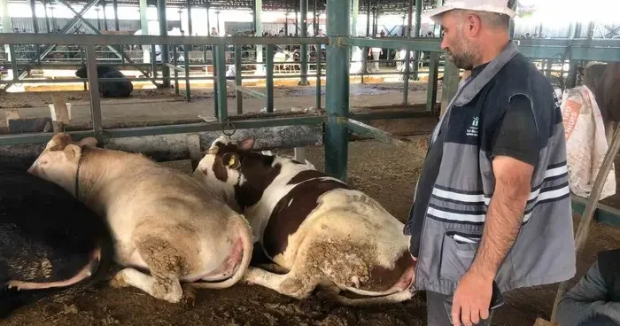 Büyükbaş hayvanlar kendi maliyetlerini çıkarmıyor