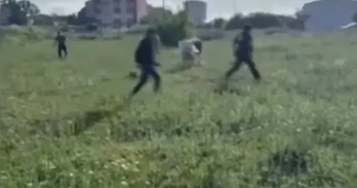 Arnavutköy de kurbanlığı kaçırdılar, boş arazide peşinde koştular