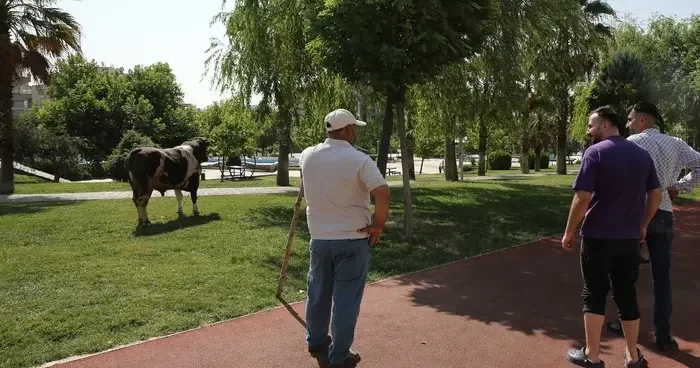 Şanlıurfa da kaçan kurbanlık boğa parkta yakalandı