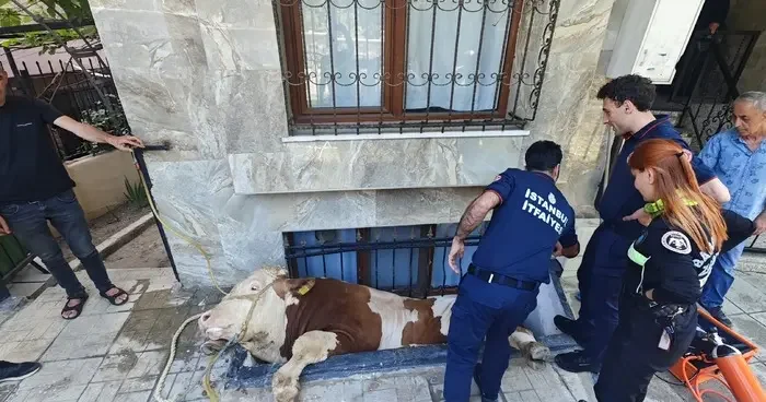 Bahçelievler de boşluğa düşen kurbanlık boğayı kurtarma operasyonu