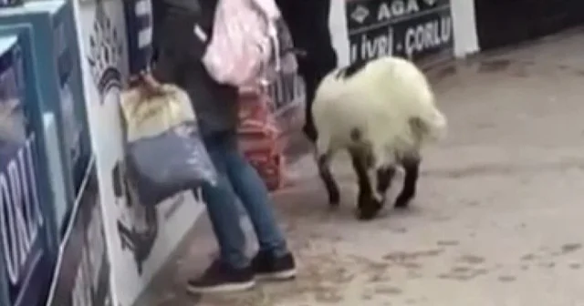 Sahibinin serbest bırakmasıyla otogarda dolaşan keçi bilet bankosundaki kağıt paraları yedi VİDEO İZLE