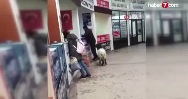 Kurban Bayramı nda otogara giren inatçı keçi çekmeceden paraları alıp gitti
