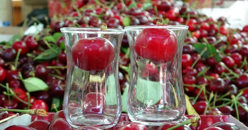 Çay bardağına sığmayan Lapseki kirazında hasat başladı
