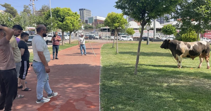 Şanlıurfa da firari boğa ortalığı birbirine kattı: Parkta yakalandı