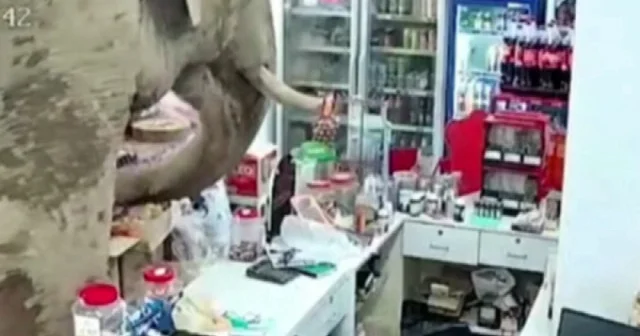 Tayland da markete girip ürünleri yiyen fili sapanla kovaladı VİDEO İZLE