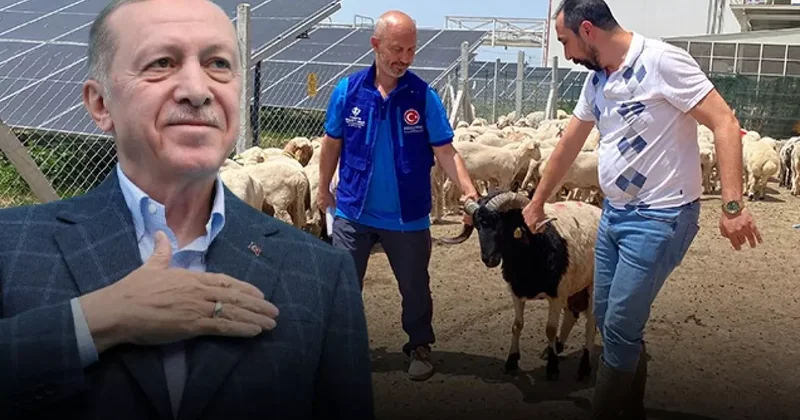 Erdoğan’ın kurban vekaleti TDV tarafından Konya’da yerine getirildi