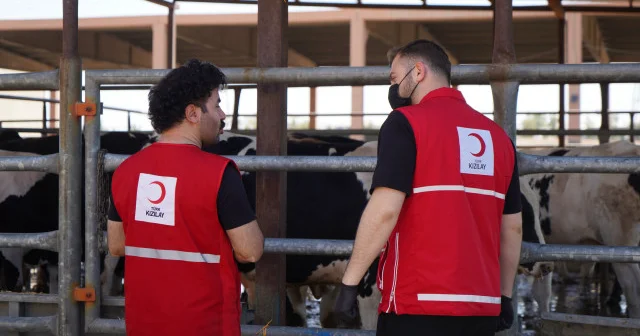 Türk Kızılay Irak ta ihtiyaç sahibi ailelere dokuz tonluk kurbanlık et bağışlayacak Gündem Haberleri