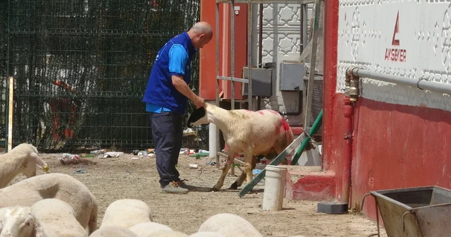 Cumhurbaşkanı Erdoğan ın bağışladığı kurbanlık 2 koç, Konya da kesildi Konya Haberleri