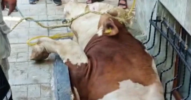 Bahçelievler de bodrum kattaki dairenin pencere boşluğuna düşen kurbanlık kurtarıldı VİDEO İZLE