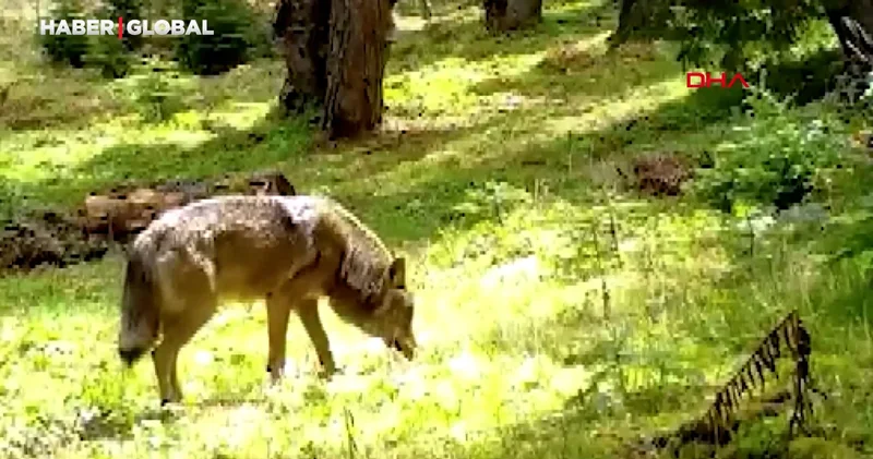 Nesli tükenme tehlikesi altında olan bozkurt, ormanda dolaşırken görüldü