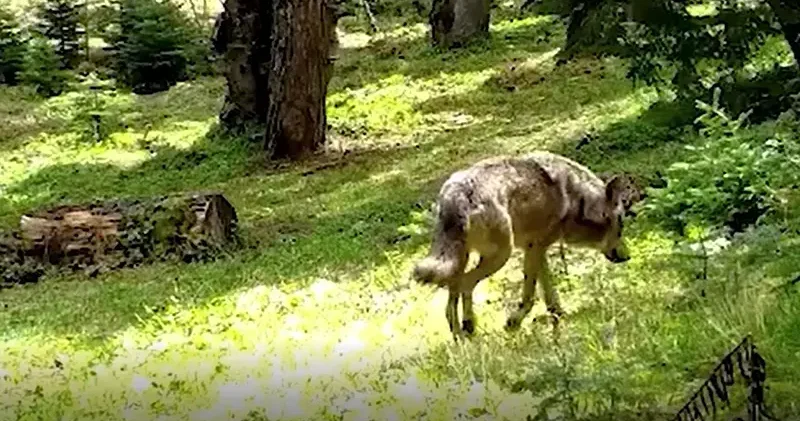Nesli tehlike altındaki Bozkurt, Bursa’da fotokapana yakalandı