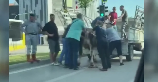 Kaçan kurbanlık boğalardan biri dere yatağında, diğeri trafikte yakalandı Bursa Haberleri