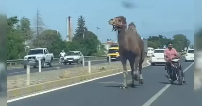 Aydın da kara yoluna deve çıktı: Sürücülere zor anlar yaşattı!