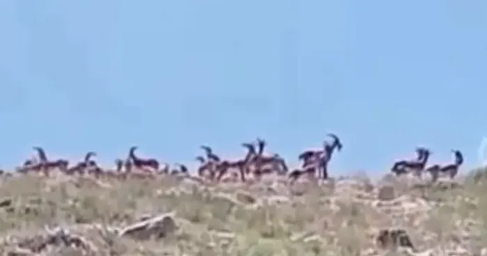 Nesli tükenmesi tehlikesi altında! Sürü halindeki yaban keçileri görüntülendi