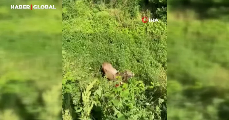 Kurbanlıklar kaçtı, vatandaşlar yakalamaya çalıştı
