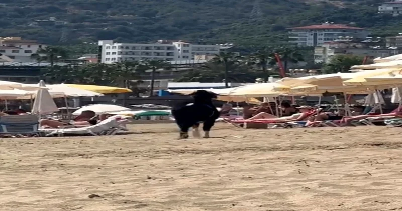 Antalya da kaçan kurbanlık keçi soluğu plajda aldı