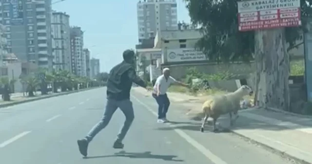 Adana da ilginç görüntüler: Kaçan koyunlar kurban sahiplerine adeta maraton koşturdu VİDEO İZLE