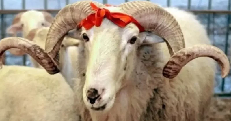 Akika kurbanı nedir? Akika kurbanı kesmek farz mı?