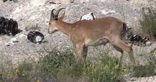 Erzincan haberleri Erzincan da şantiye alanında yaban keçisi görüntülendi 06 Haziran 2025