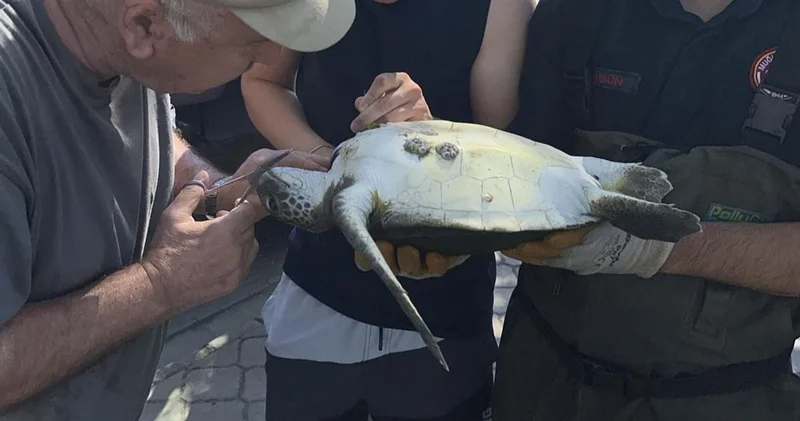 Fethiye de misinaya dolanan caretta caretta kurtarıldı