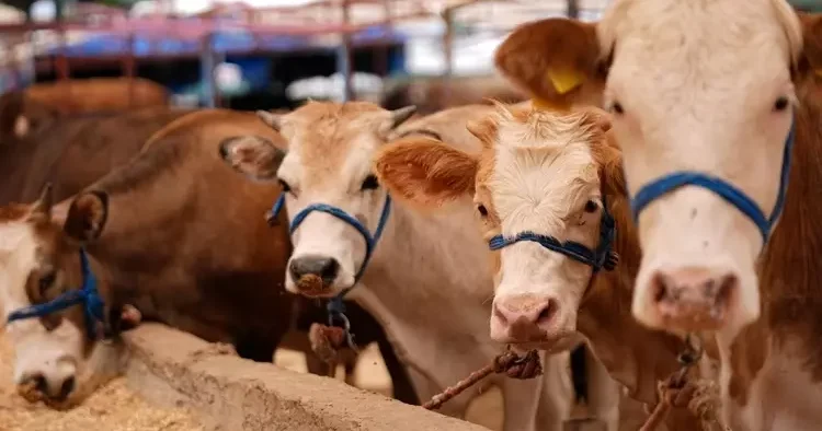 Şap hastalığı ilk Hakkari’de görüldü! Türkiye de seferberlik başlatıldı