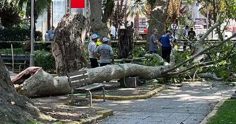 Çınar ağacının kırılan dalı üzerlerine düştü: 1 ölü, 2 yaralı