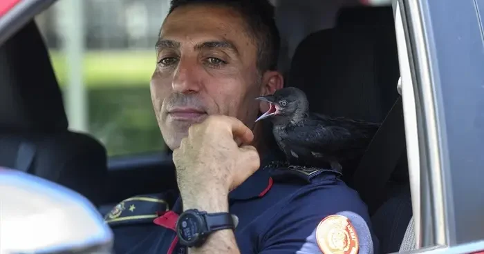 Yavruyken kurtarıldı, istasyonun maskotu oldu! Zeytin isimli karga, itfaiye erlerini bir an olsun bırakmıyor