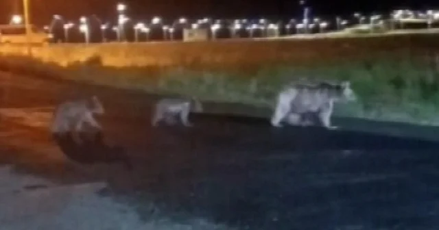 Sarıkamış ta anne ayı ve yavrularının gece gezintisi kamerada VİDEO İZLE