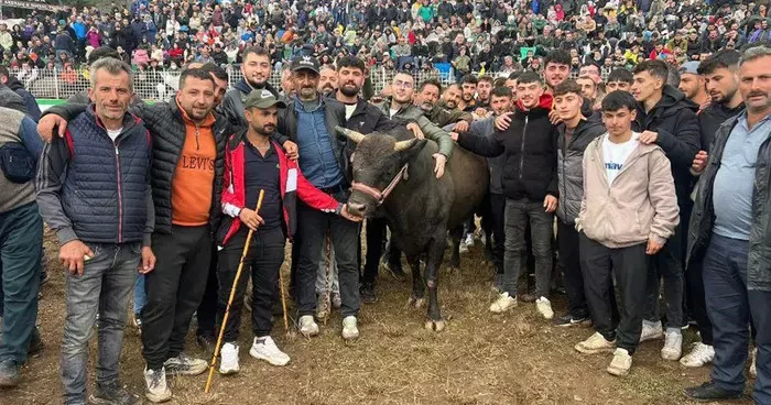 Artvin de boğa güreşlerine yoğun ilgi!