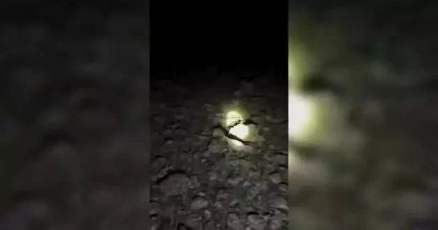 Kene avcısı böyle poz verdi: Keklik timi iş başında!