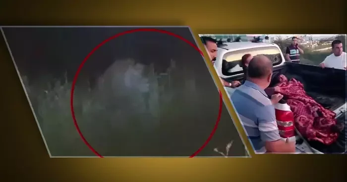 Sosyal medya Manavgat ta kaçan aslanı konuşuyor! Her şey kolaymış gibi...