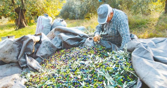 Zeytinde önümüzdeki sezon yok yılı ama stokta yeterli zeytinyağı var Ekonomi Haberleri