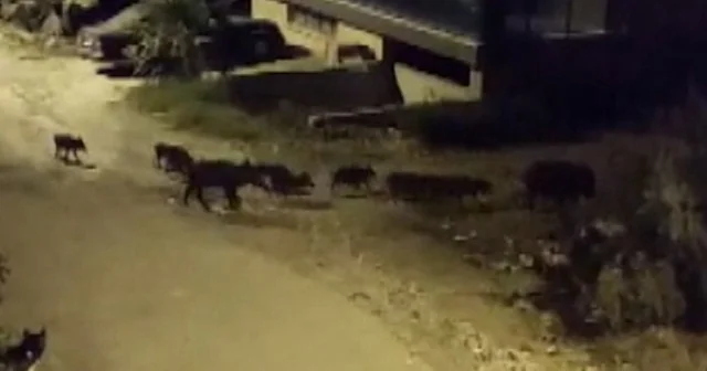 Hatay da domuz sürüsü görüntülendi VİDEO İZLE