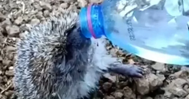 Sakarya da yangından kurtulan kirpiye su içirdiler VİDEO İZLE