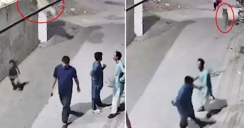 Evde bakılan aslan, duvardan atlayarak sokaktaki insanlara saldırdı