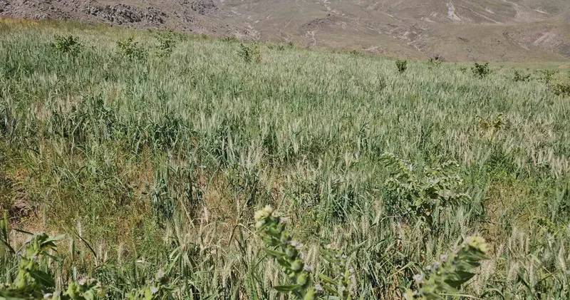 Adilcevaz’da aşırı soğuktan dolayı buğday başakları boş kaldı