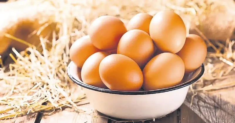 İDİL ÇİMRİN Tavuk mu yumurtadan yumurta mı tavuktan?