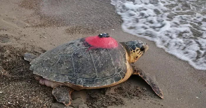Caretta caretta Tuba, 5 yıl sonra geri döndü: İztuzu Plajı’na yuva yaptı! Rotasını 10 milyon kişi izledi