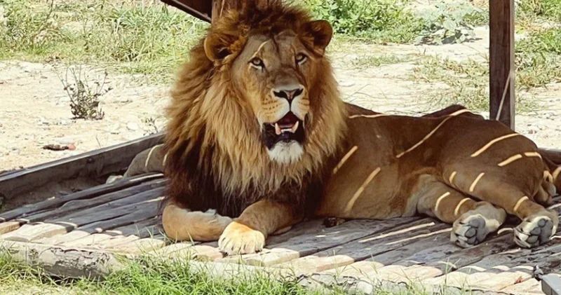 Antalya da aslan paniği! Hayvan parkından kaçtı, 1 kişiyi ağır yaraladı! Son dakika haberleri