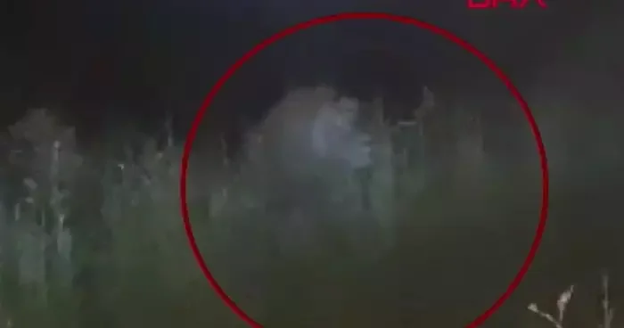 SON DAKİKA Manavgat ta Aslan kaosu! Hayvan parkından kaçtı: 1 kişi ağır yaralı...