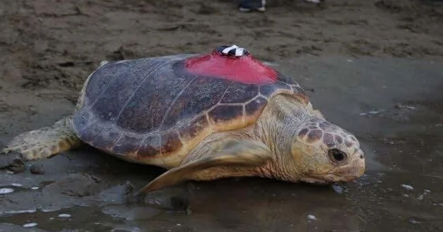 Sinyali kesilen caretta Tuba , yuvalama için geldi Muğla Haberleri