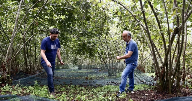 Giresun da 11 üreticiye fındık hasadı için file örtü desteği sağlandı Giresun Haberleri