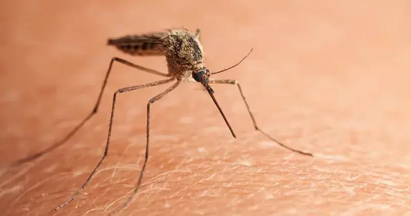Çin’de chikungunya virüsü alarmı