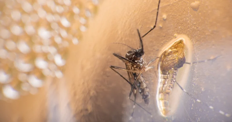 Çin de chikungunya virüsü endişesi! ABD den seyahat uyarısı geldi Haberler Sağlık Haberleri