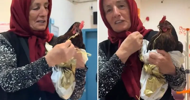 Tavuğunu devlet hastanesine götürdü, personelin cevabıyla hayal kırıklığına uğradı