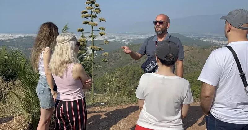 Kumluca da 30 Yılda Bir Çiçek Açan Agave