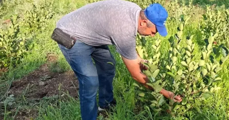 Deneme amacıyla dikmişti: Şimdi kilosunu 200 TL den satıyor!