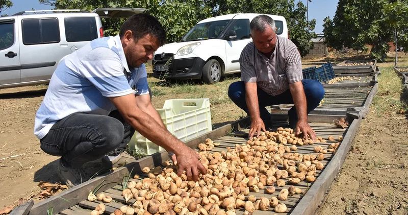 Sezonun ilk kuru incirine 400 lira fiyat